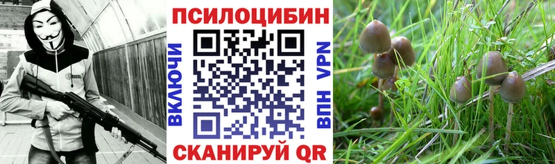 Псилоцибиновые грибы Psilocybine cubensis  где найти   Ульяновск 